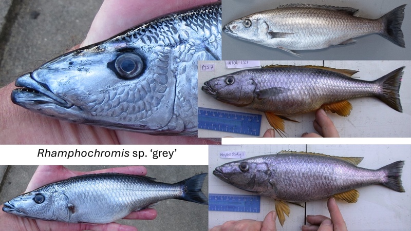 Rhamphochromis sp. 'grey' Nkhata Bay